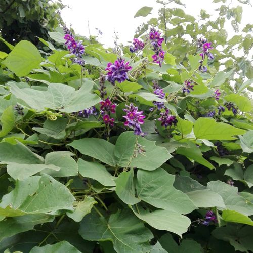 葛花茶解酒喝酒醒酒葛藤花葛根花茶神器