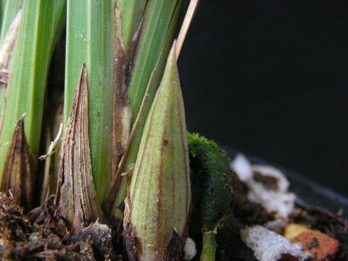 蕙兰花苞集锦(一)