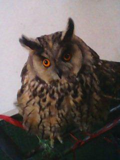 是恨虎吗?像猫头鹰,耳朵有点长.