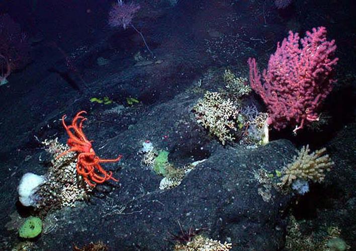 photo of gorgonian soft coral, a brisingid sea star and sponges