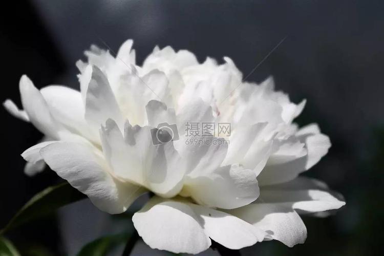 精美朗诵丨北国飘雪 朗诵 毛雪 作品《一尘光阴》