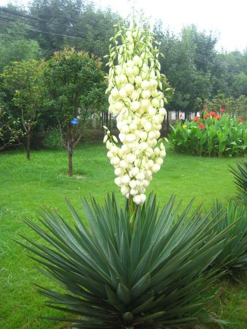 凤尾兰花图片凤尾兰图片凤尾兰植物图片