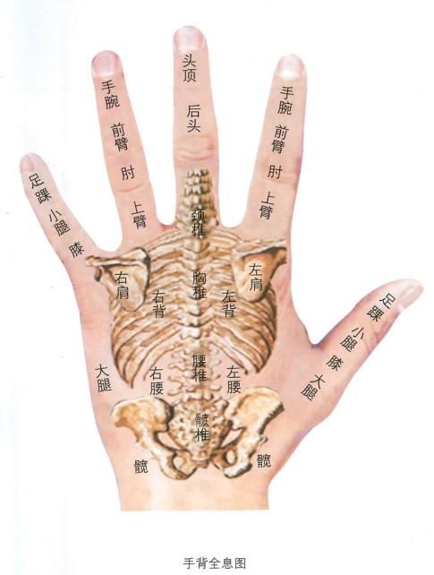 学手诊必知的手掌部反射区的位置及功能图