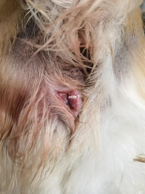 一只狗狗的肛门腺炎_狗狗_金毛_发炎_法斗_头孢_宠物_狗