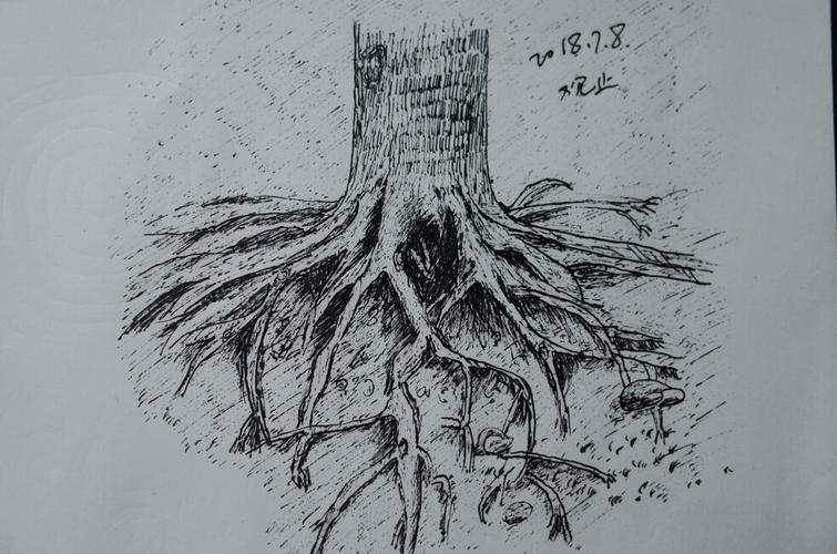 【每日钢笔画#7】树根写生
