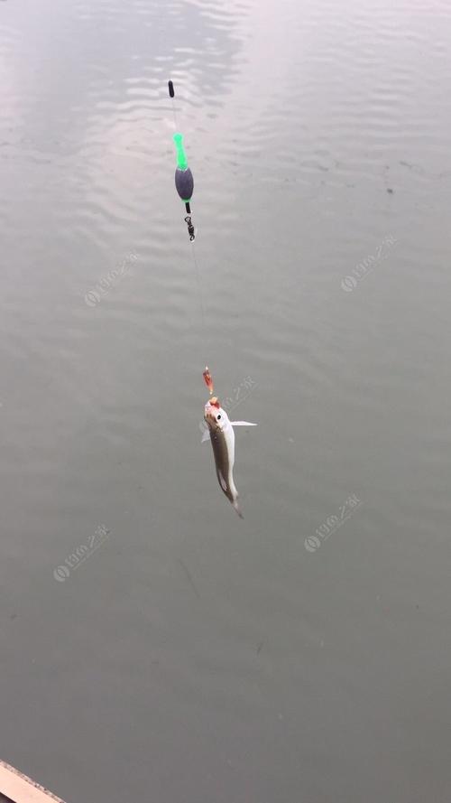 桥筏,每次都是别人上鲫鱼鲤鱼,我就上参条 - 钓鱼之家