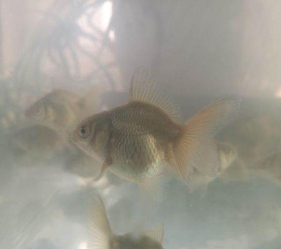 出自家繁殖百褶,巨人,鱼皇泰狮