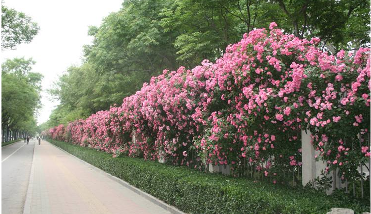 蔷薇花会爬墙吗