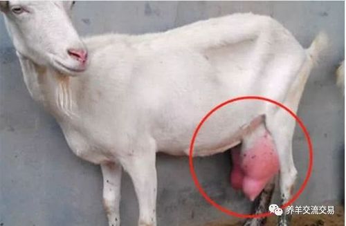 乳汁特征:乳房淋巴结肿大,乳汁变稀薄,混有絮状或粒状物,有时混有