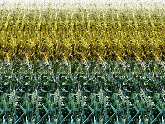 考验眼力的3d图片,你能看出来吗?