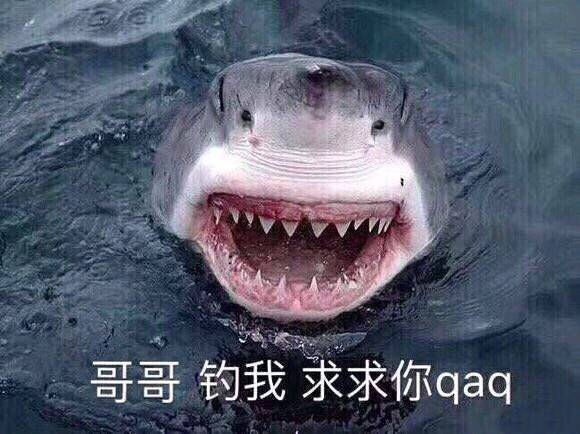 哥哥钓我求求你qaq鲨鱼qaq求求鲨鱼哥哥表情