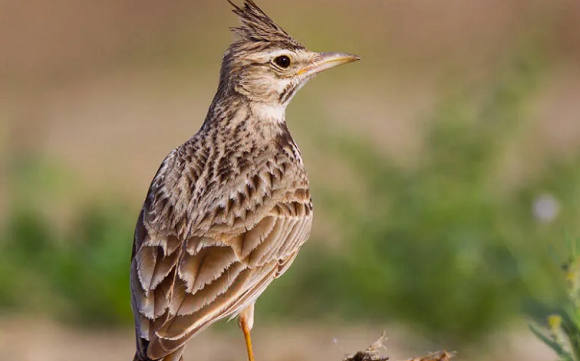 爱唱歌的凤头百灵,等你来挑选