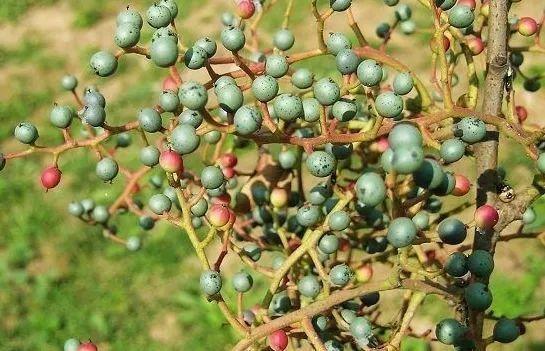 「科普园林」秋季观叶系列植物——黄连木