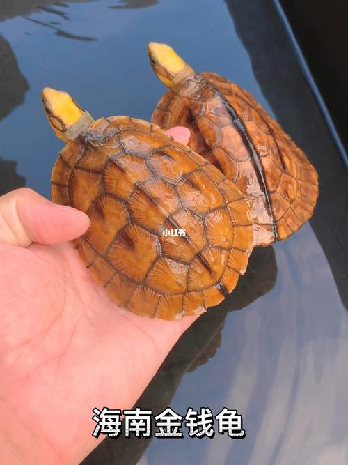 海南金钱龟了解一下下_海南_金钱龟_宠物_宠物其他