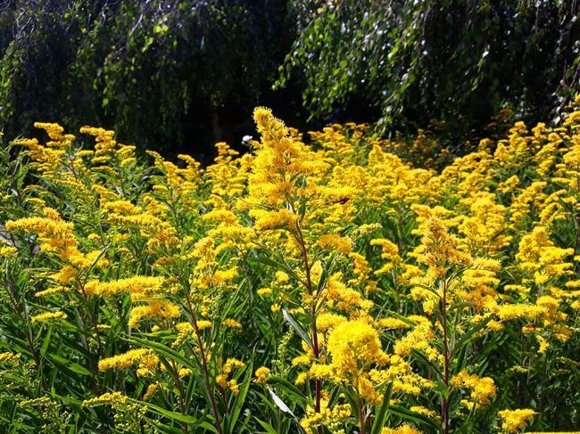 加拿大一枝黄花照片曝光恶魔之花120000繁殖需上报粉碎焚烧