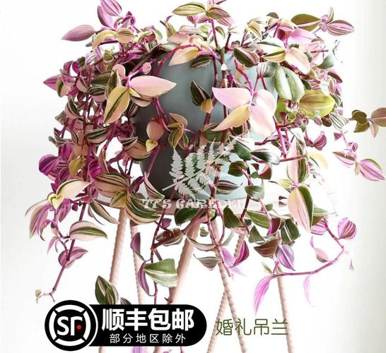 婚礼吊兰锦油画吊兰进口好物12厘米盆栽顺丰邮很品相包植