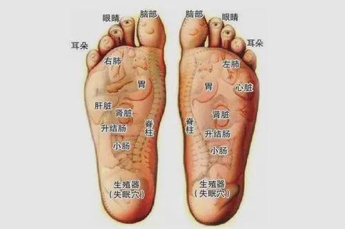 脚底有很多的穴位,而每一个穴位点都对应着身体上的一个器官,一些