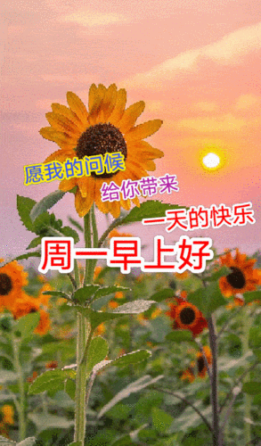 非常漂亮的周一早上好动态图片早安带字带祝福语