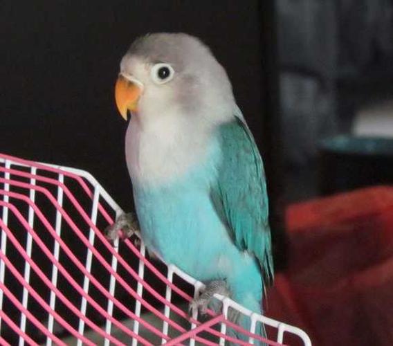 蓝牡丹鹦鹉好似挺符合你的要求呀,看起来就像是蓝色的钻石.