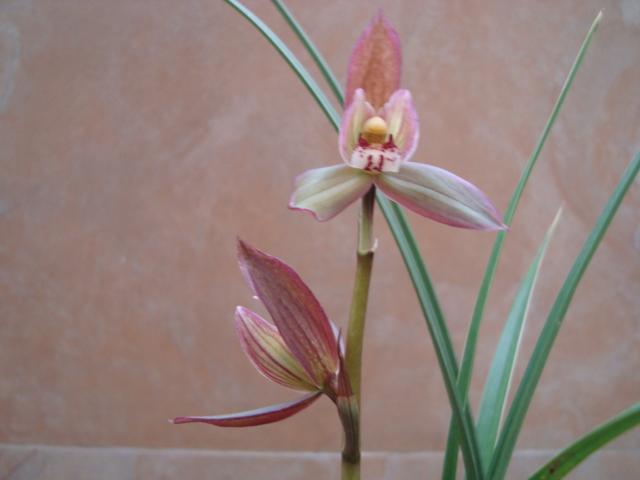 边河锦绣的实花-春剑篇-中国兰花交易网社区