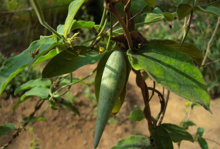 白薇东北野生中草药植物白龙须种子爬藤植物白马薇种苗庭院盆栽_7折