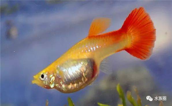 后附大量孔雀鱼品种太美了!