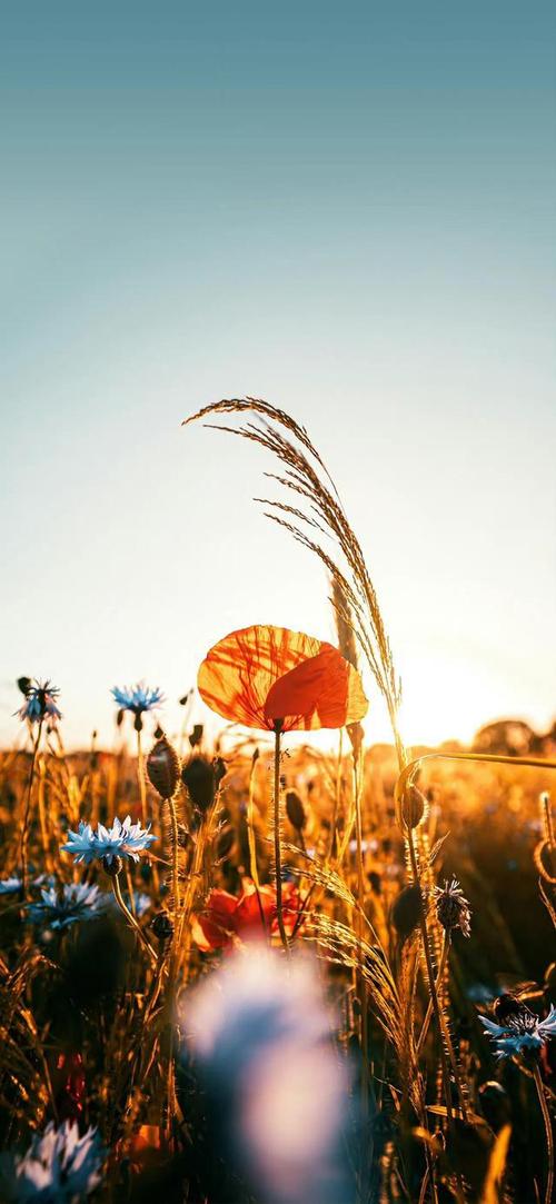 周四精选高质量壁纸图片