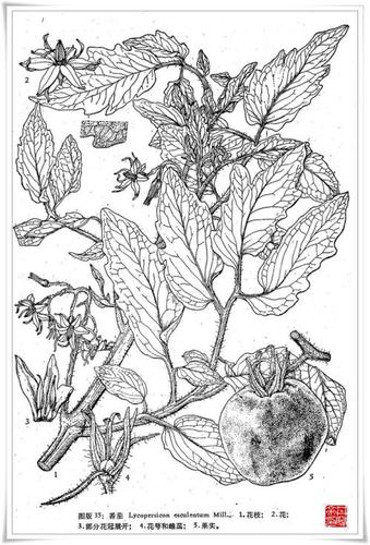 西红柿花的简笔画