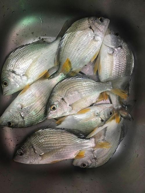 大海钓有收获黄脚腊鱼真的