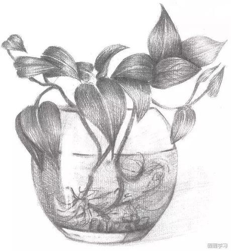 零基础学素描入门教程,植物素描绘画步骤与技法教程详解