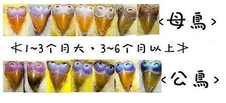 虎皮鹦鹉分辨公母最准确的方法就是看鼻部的蜡膜颜色,从幼年到成年