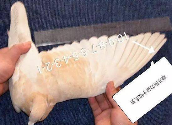辨识鸽子的翅膀,怎么数主羽和副羽?