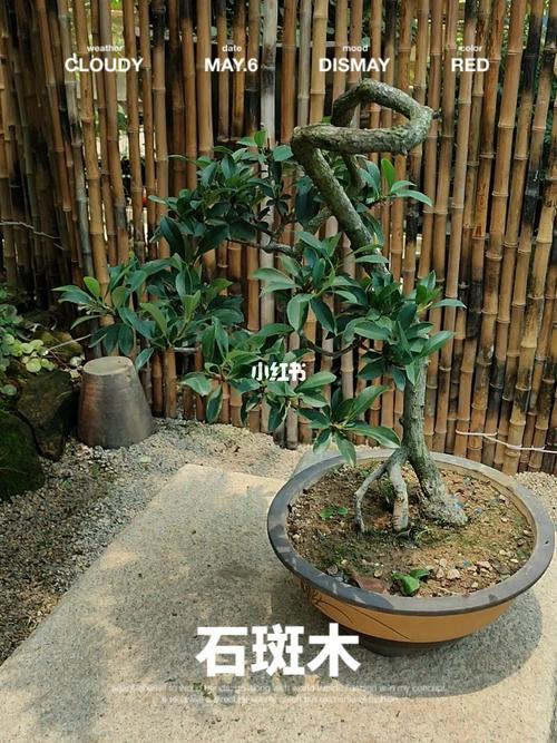 石斑木盆景_盆景_家居家装_家居装饰