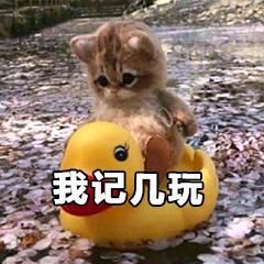 我小猫咪自己也可以玩的很开心!