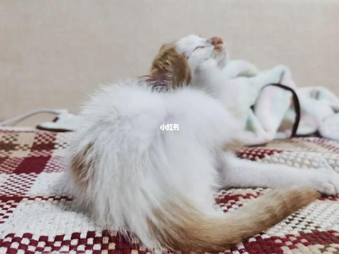 竹小春呀_猫咪_宠物_猫_晒猫