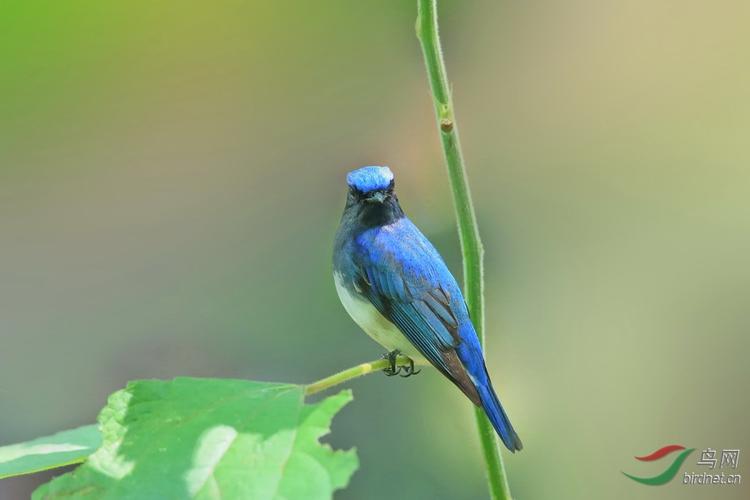 白腹蓝姬鹟 - 安徽版 anhui 鸟网