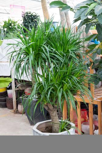 龙血树的风水摆放龙血树在风水上对着大门