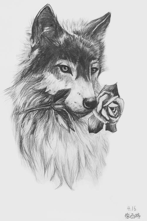 素描动物绘画～狼