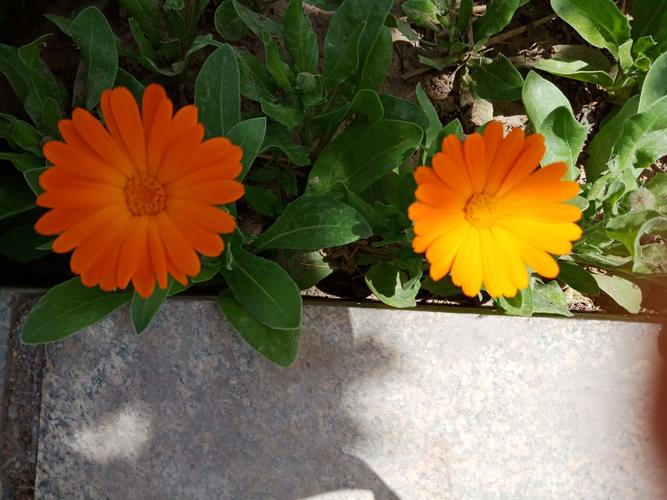 《我要歌颂你——金盏子》