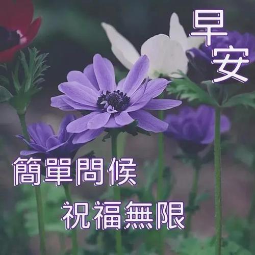11张最唯美的早安图片带字,漂亮好看的美女早上好问候