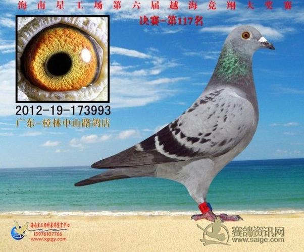 找一下威廉杨的鸽子