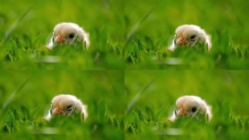 可爱的小鸡青草小动物雏鸟