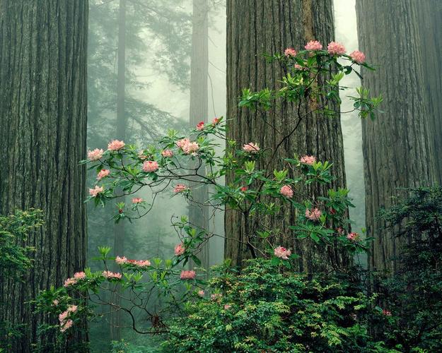 生命的绽放:植物花卉壁纸精选 第一辑1280x1024第46张1280*1024桌面