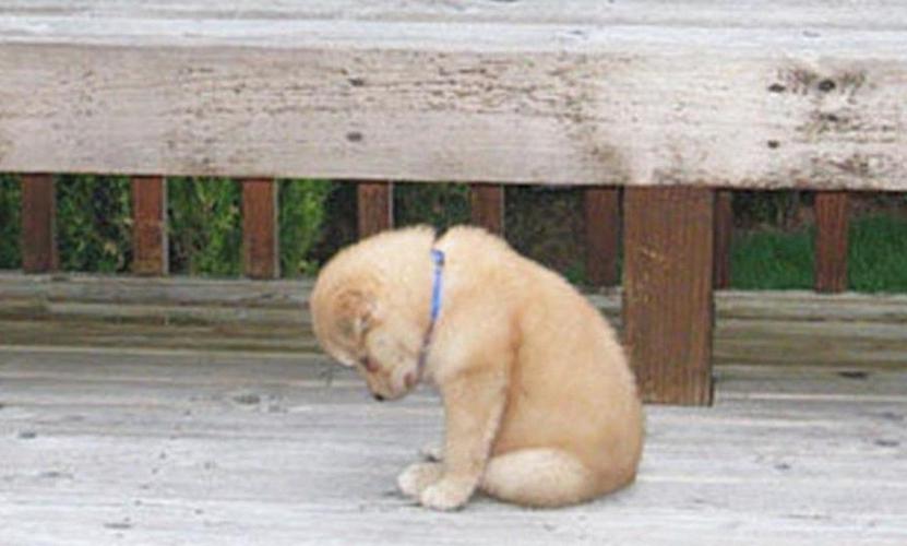 狗狗坐在路边,低头看地面,看起来真是萌爆了