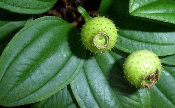 一种野果富含16种氨基酸农村草丛很常见遇见别错过尝鲜