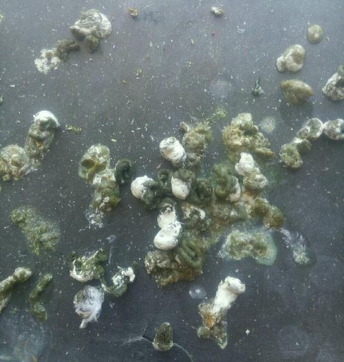 *) 问题补充:是不是有球虫或毛滴虫啊?