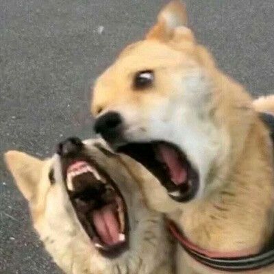 逗比cp情侣头像