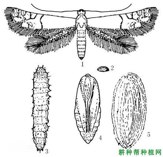 旋纹潜蛾(潜蛾科)