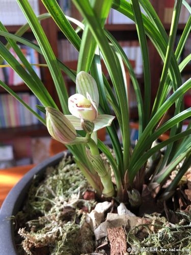 大美莲瓣之滇荷