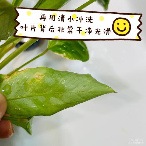 红蜘蛛spidermite来袭用这招适用多种绿植害虫